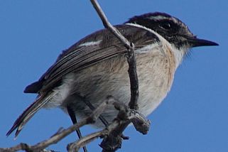 Saxicola dacotiae - Kanarenschmätzer